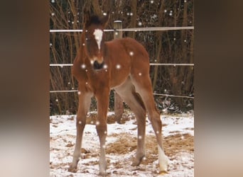 Paint Horse Croisé, Étalon, , 155 cm, Bai