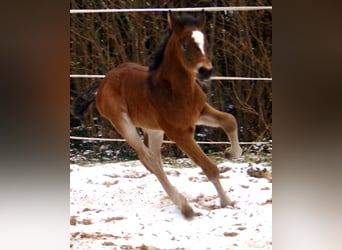 Paint Horse Croisé, Étalon, , 155 cm, Bai