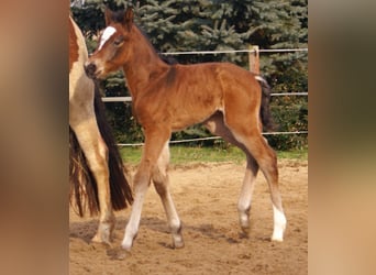 Paint Horse Croisé, Étalon, , 155 cm, Bai