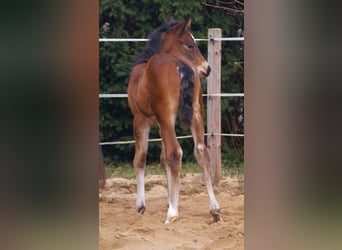 Paint Horse Croisé, Étalon, , 155 cm, Bai