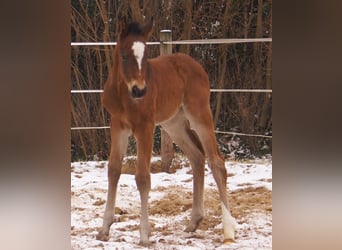 Paint Horse Croisé, Étalon, , 155 cm, Bai