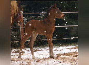 Paint Horse Croisé, Étalon, , 155 cm, Bai