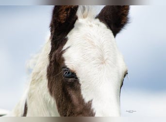 Paint Horse Croisé, Étalon, Poulain (04/2024), 155 cm, Pinto