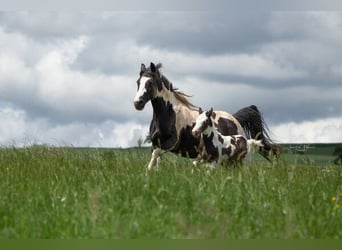 Paint Horse Croisé, Étalon, Poulain (04/2024), 155 cm, Pinto