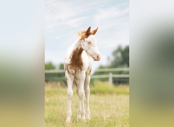 Paint Horse, Étalon, Poulain (04/2024), 158 cm, Overo-toutes couleurs