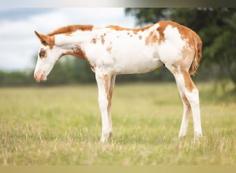 Paint Horse, Étalon, Poulain (04/2024), 158 cm, Overo-toutes couleurs