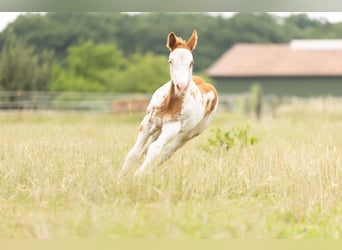 Paint Horse, Étalon, Poulain (04/2024), 158 cm, Overo-toutes couleurs