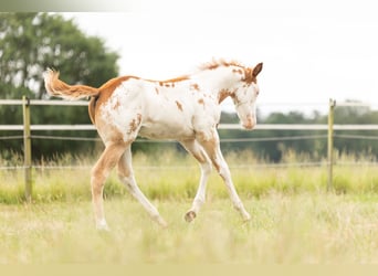 Paint Horse, Étalon, Poulain (04/2024), 158 cm, Overo-toutes couleurs