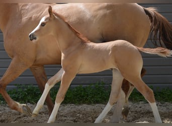 Paint Horse, Étalon, Poulain (04/2023), Overo-toutes couleurs