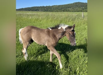 Paint Horse, Étalon, Poulain (04/2024), Pinto