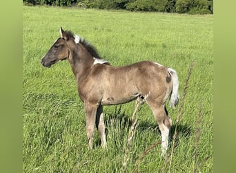 Paint Horse, Étalon, Poulain (04/2024), Pinto