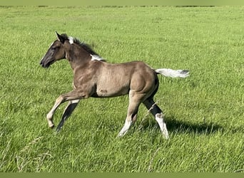 Paint Horse, Étalon, Poulain (04/2024), Pinto