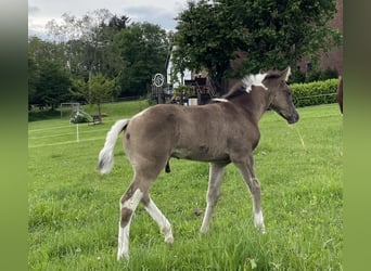 Paint Horse, Étalon, Poulain (04/2024), Pinto