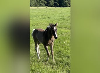 Paint Horse, Étalon, Poulain (04/2024), Pinto