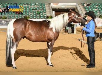 Paint Horse, Étalon, 5 Ans, 158 cm, Tobiano-toutes couleurs