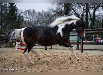 Paint Horse, Étalon, 5 Ans, 158 cm, Tobiano-toutes couleurs