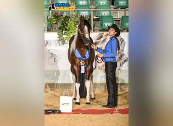 Paint Horse, Étalon, 5 Ans, 158 cm, Tobiano-toutes couleurs