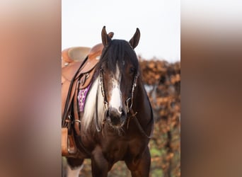 Paint Horse, Étalon, 5 Ans, 158 cm, Tobiano-toutes couleurs