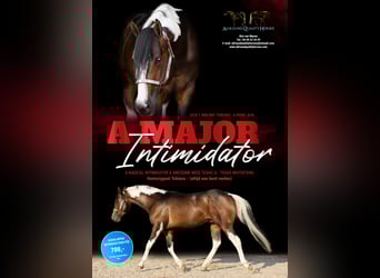 Paint Horse, Étalon, 5 Ans, 158 cm, Tobiano-toutes couleurs