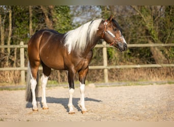 Paint Horse, Étalon, 5 Ans, 158 cm, Tobiano-toutes couleurs
