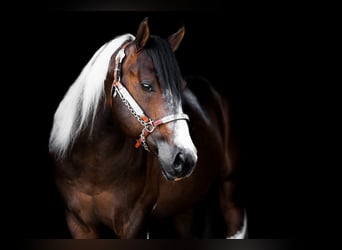 Paint Horse, Étalon, 5 Ans, 158 cm, Tobiano-toutes couleurs