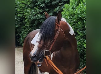 Paint Horse, Étalon, 5 Ans, 158 cm, Tobiano-toutes couleurs
