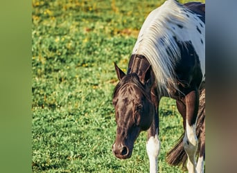 Paint Horse, Étalon, 19 Ans Paint Horse, Étalon, 19 Ans