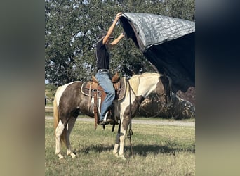 Paint Horse, Gelding, 10 years, 13.1 hh, Tobiano-all-colors