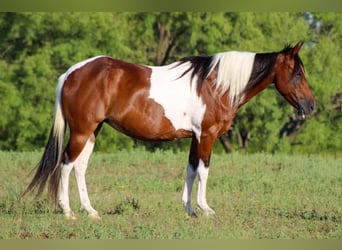 Paint Horse, Gelding, 10 years, 13,2 hh, Tobiano-all-colors