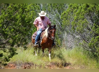 Paint Horse, Gelding, 10 years, 13,2 hh, Tobiano-all-colors