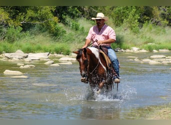 Paint Horse, Gelding, 10 years, 13,2 hh, Tobiano-all-colors