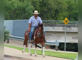 Paint Horse, Gelding, 10 years, 13,2 hh, Tobiano-all-colors