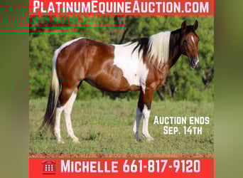 Paint Horse, Gelding, 10 years, 13,2 hh, Tobiano-all-colors