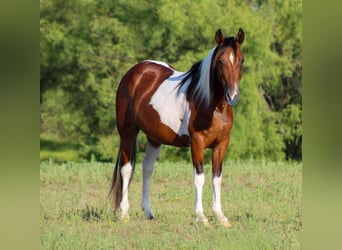 Paint Horse, Gelding, 10 years, 13,2 hh, Tobiano-all-colors