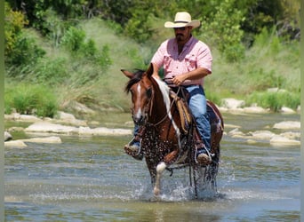 Paint Horse, Gelding, 10 years, 13,2 hh, Tobiano-all-colors