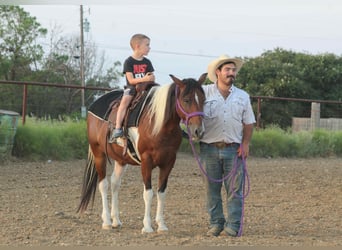 Paint Horse, Gelding, 10 years, 13,2 hh, Tobiano-all-colors