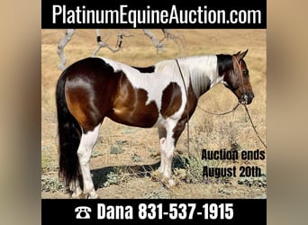 Paint Horse, Gelding, 10 years, 14,2 hh, Tobiano-all-colors