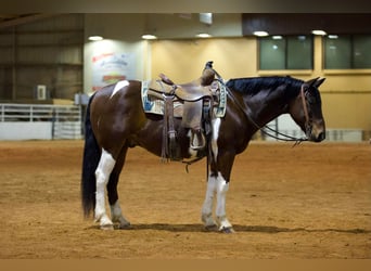 Paint Horse, Gelding, 10 years, 14.2 hh, Tobiano-all-colors