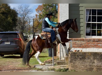 Paint Horse, Gelding, 10 years, 14.2 hh, Tobiano-all-colors