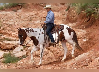 Paint Horse, Gelding, 10 years, 14.3 hh, Pinto