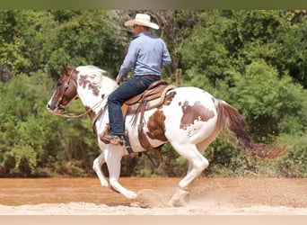 Paint Horse, Gelding, 10 years, 14.3 hh, Pinto
