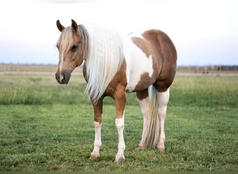 Paint Horse, Gelding, 10 years, 14,3 hh, Tobiano-all-colors