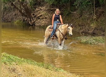 Paint Horse, Gelding, 10 years, 14,2 hh