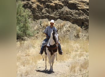 Paint Horse, Gelding, 10 years, 14,3 hh, Tobiano-all-colors