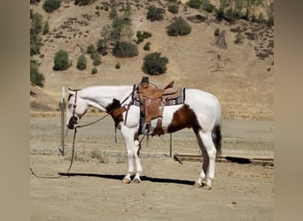 Paint Horse, Gelding, 10 years, 14,3 hh, Tobiano-all-colors