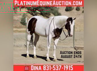 Paint Horse, Gelding, 10 years, 14,3 hh, Tobiano-all-colors