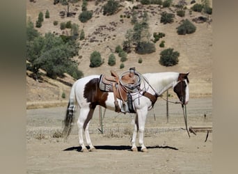 Paint Horse, Gelding, 10 years, 14,3 hh, Tobiano-all-colors