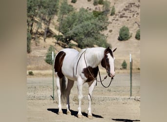 Paint Horse, Gelding, 10 years, 14,3 hh, Tobiano-all-colors
