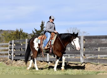 Paint Horse Mix, Gelding, 10 years, 15.1 hh, Bay