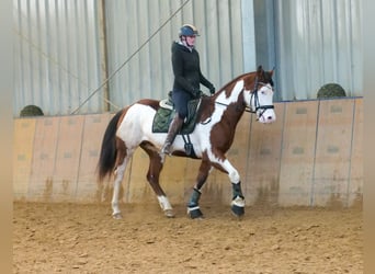 Paint Horse, Gelding, 10 years, 15,1 hh, Overo-all-colors